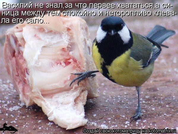 Котоматрица: Василий не знал,за что первее хвататься,а си- ница между тем спокойно и неторопливо клева- ла его сало...