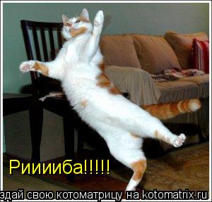 Котоматрица: Рииииба!!!!!