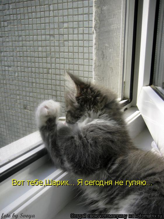 Котоматрица: Вот тебе,Шарик... Я сегодня не гуляю...