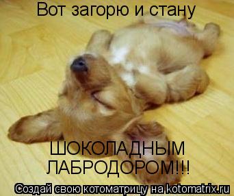 Котоматрица: Вот загорю и стану ШОКОЛАДНЫМ ЛАБРОДОРОМ!!!