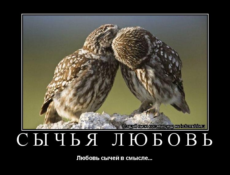 Котоматрица: Сычья любовь Любовь сычей в смысле...