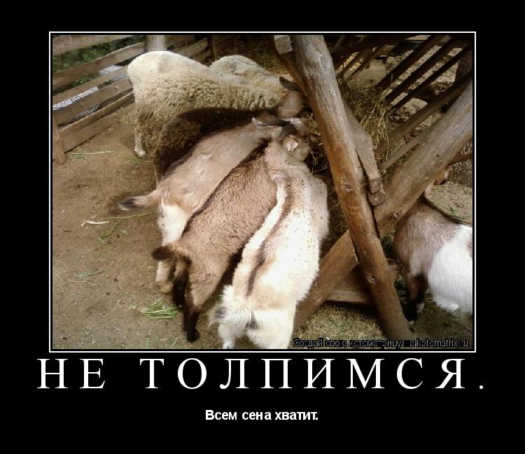 Котоматрица: Не толпимся. Всем сена хватит.