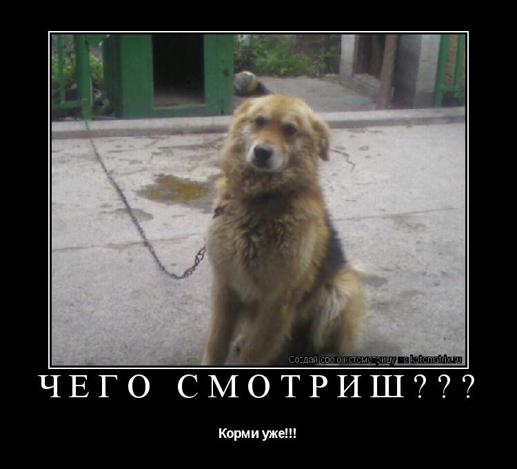 Котоматрица: Чего смотриш??? Корми уже!!!