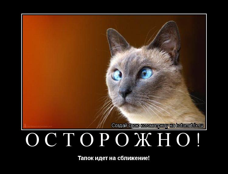 Котоматрица: Осторожно! Тапок идет на сближение!