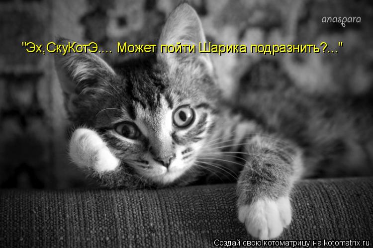 Котоматрица: "Эх,СкуКотЭ.... Может пойти Шарика подразнить?..."