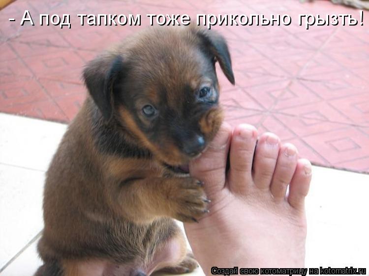 Котоматрица: - А под тапком тоже прикольно грызть!