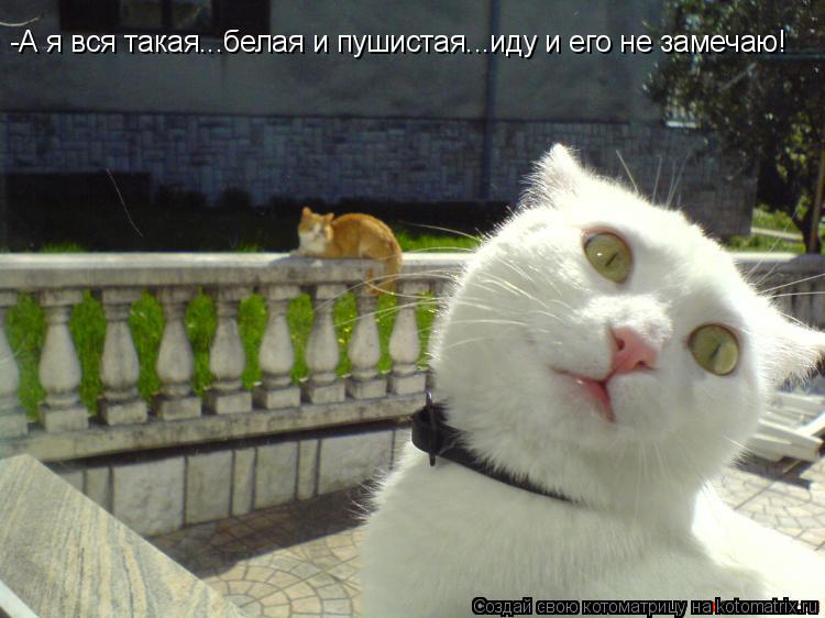Котоматрица: -А я вся такая...белая и пушистая...иду и его не замечаю!