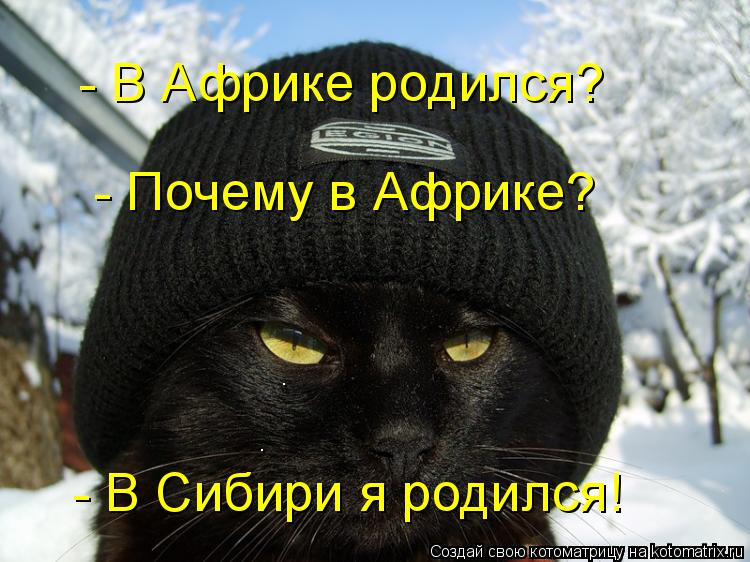 Котоматрица: - В Африке родился? - Почему в Африке? - В Сибири я родился!