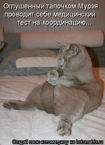 Котоматрица: Оглушенный тапочком Мурзя  проводит себе медицинский тест на координацию...