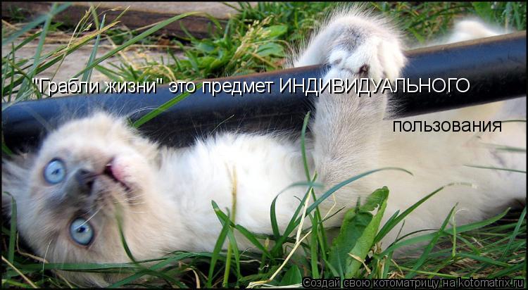 Котоматрица: "Грабли жизни" это предмет ИНДИВИДУАЛЬНОГО   пользования