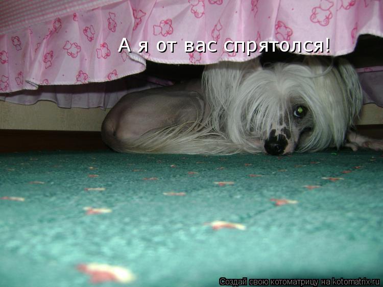 Котоматрица: А я от вас спрятолся!