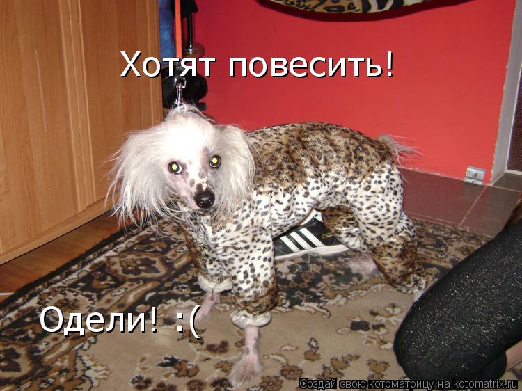 Котоматрица: Хотят повесить! Одели! :( Одели! :(