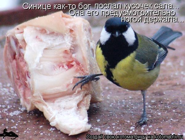 Синице как-то бог послал кусочек сала... Она его предусмотрительно ногой держала...... Котоматрица: Синице как-то бог послал кусочек сала... Она его предусмотрительно ногой держала...