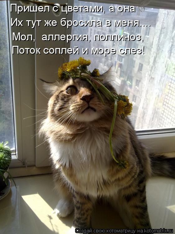 Пришел с цветами, а она Их тут же бросила в меня.... Мол, аллергия, поллиноз, Поток соплей и море с... Котоматрица: Пришел с цветами, а она Их тут же бросила в меня.... Мол, аллергия, поллиноз, Поток соплей и море слез!
