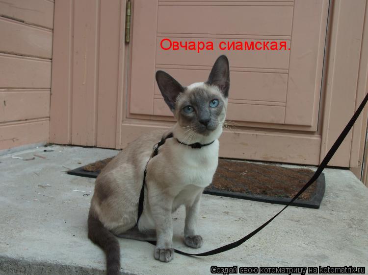 Котоматрица: Овчара сиамская.