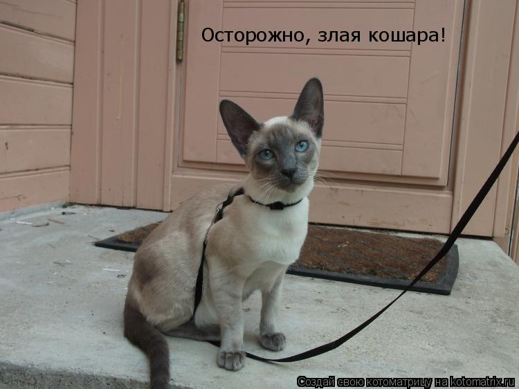 Котоматрица: Осторожно, злая кошара!