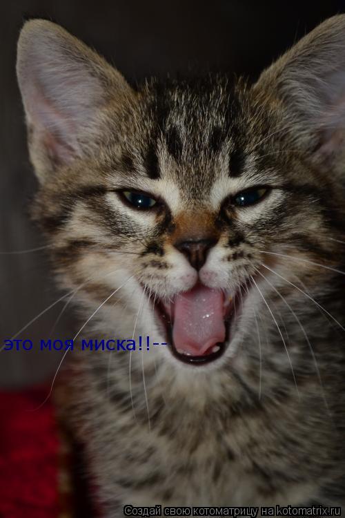 Котоматрица: это моя миска!!--