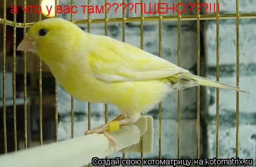 Котоматрица: а что у вас там????ПШЕНО???!!!