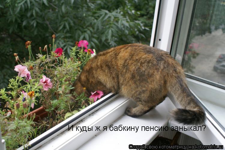 Котоматрица: И куды ж я бабкину пенсию заныкал?