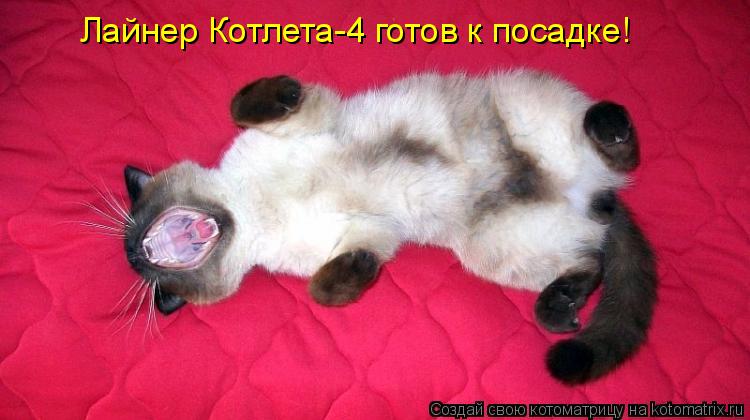 Котоматрица: Лайнер Котлета-4 готов к посадке!