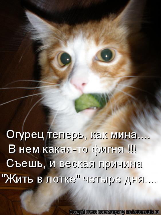 В нем какая-то фигня !!! Огурец теперь, как мина.... Съешь, и веская причина "Жить в лотке" четыре дн... Котоматрица: В нем какая-то фигня !!! Огурец теперь, как мина.... Съешь, и веская причина "Жить в лотке" четыре дня....