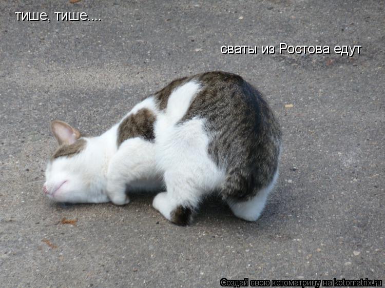 Котоматрица: тише, тише.... сваты из Ростова едут