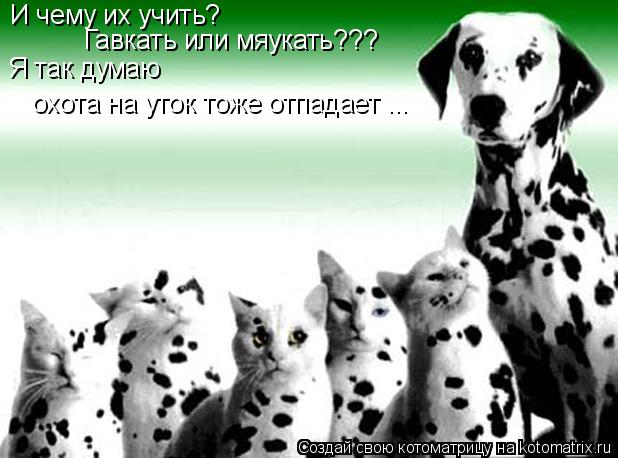 Котоматрица: И чему их учить? Гавкать или мяукать??? Я так думаю охота на уток тоже отпадает ...