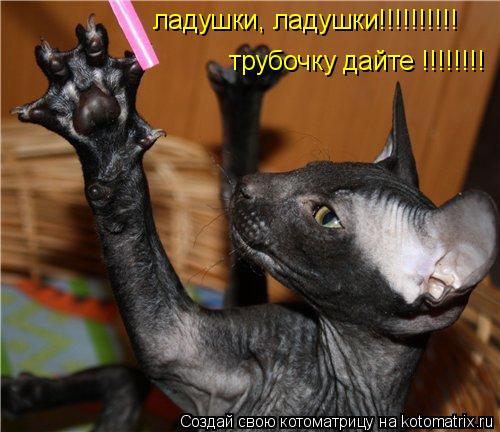 Котоматрица: ладушки, ладушки!!!!!!!!!! трубочку дайте !!!!!!!!