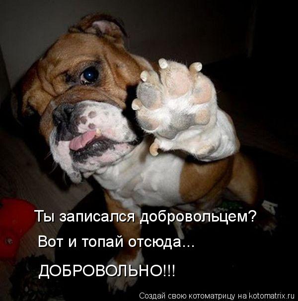 Котоматрица: Ты записался добровольцем? Вот и топай отсюда...  ДОБРОВОЛЬНО!!!