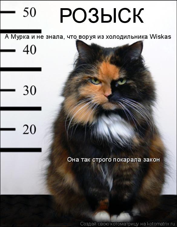 Котоматрица: РОЗЫСК А Мурка и не знала, что воруя из холодильника Wiskas Она так строго покарала закон