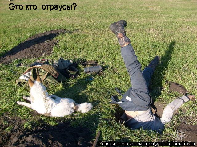 Котоматрица: Это кто, страусы? Это кто, страусы?