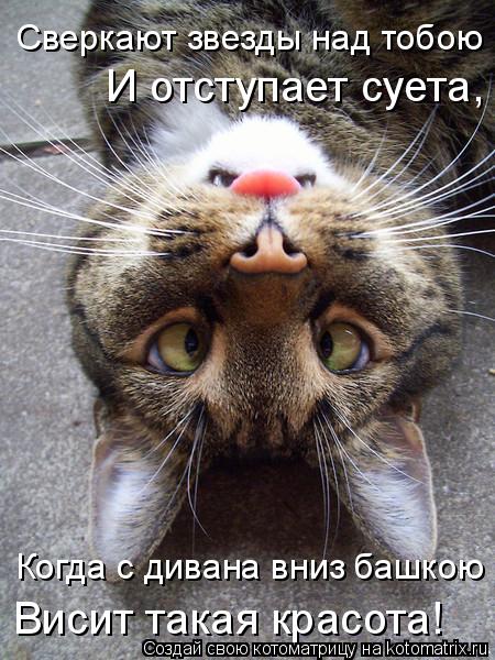 Котоматрица: И отступает суета,  Когда с дивана вниз башкою Висит такая красота! Сверкают звезды над тобою