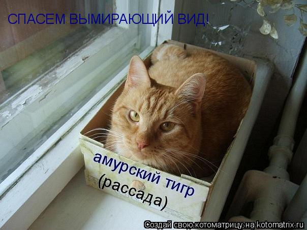 Котоматрица: СПАСЕМ ВЫМИРАЮЩИЙ ВИД!