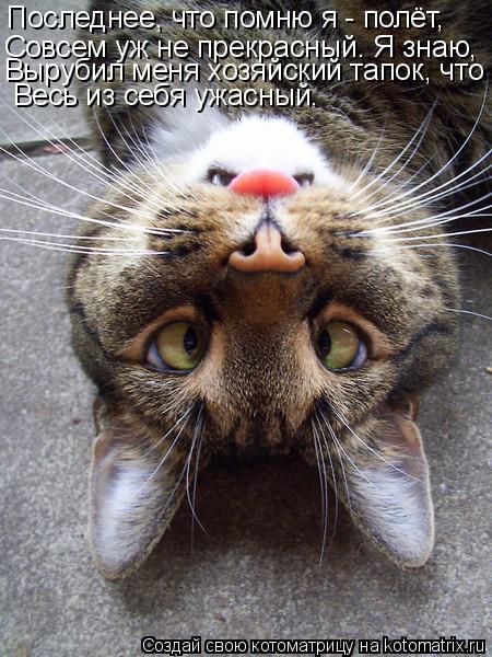 Котоматрица: Последнее, что помню я - полёт,  Совсем уж не прекрасный. Я знаю, Вырубил меня хозяйский тапок, что Весь из себя ужасный.