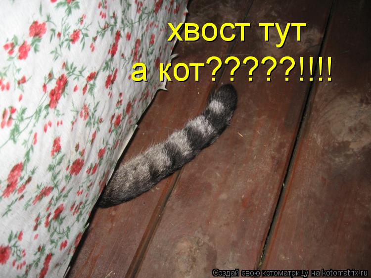 Котоматрица: хвост тут а кот?????!!!!
