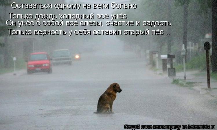 Котоматрица: Оставаться одному на веки больно Только дождь холодный всё унёс. Он унёс с собой все слёзы, счастие и радость. Только верность у себя остави