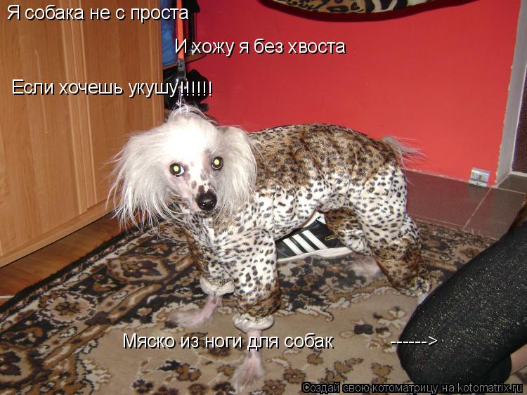 Котоматрица: Я собака не с проста И хожу я без хвоста Если хочешь укушу !!!!!! Мяско из ноги для собак           ------>