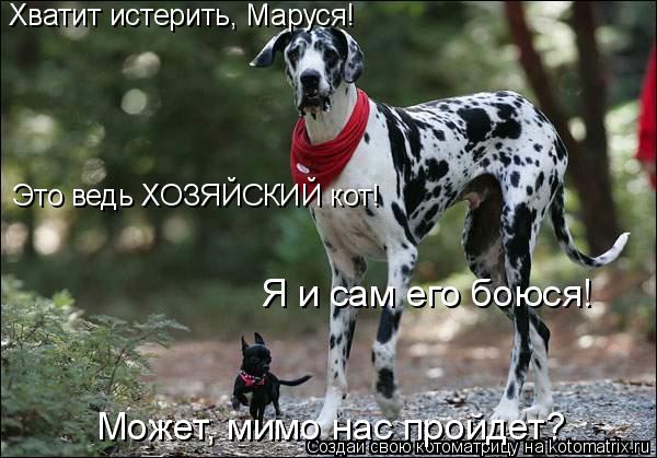 Котоматрица: Хватит истерить, Маруся! Это ведь ХОЗЯЙСКИЙ кот! Я и сам его боюся! Может, мимо нас пройдет?