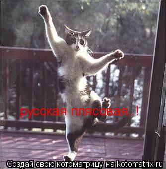 Котоматрица: русская плясовая..!