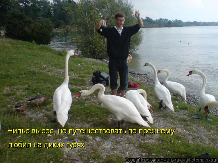 Котоматрица: Нильс вырос, но путешествовать по прежнему любил на диких гусях.