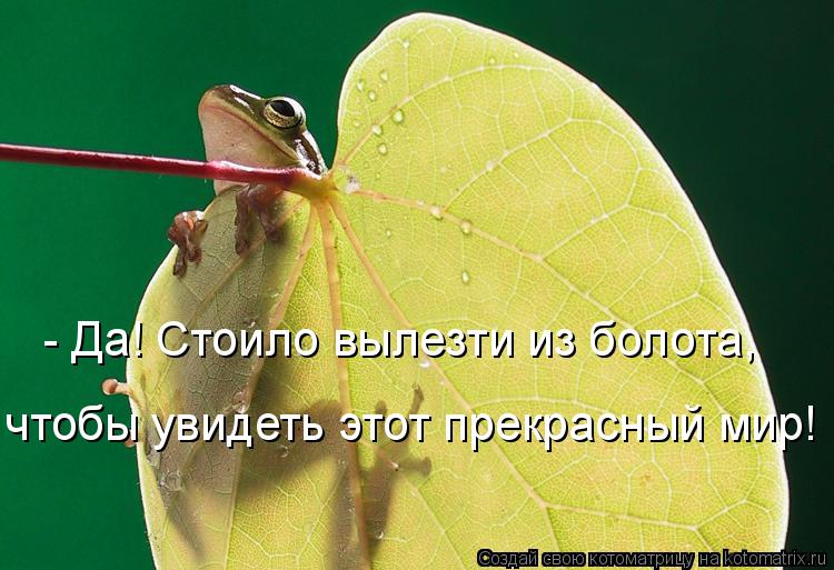 Котоматрица: - Да! Стоило вылезти из болота, чтобы увидеть этот прекрасный мир!