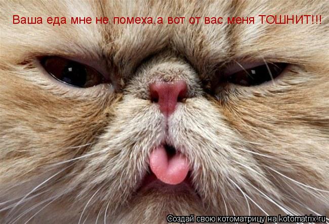 Котоматрица: Ваша еда мне не помеха,а вот от вас меня ТОШНИТ!!!