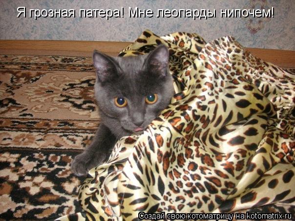 Котоматрица: Я грозная патера! Мне леопарды нипочем! Я грозная патера! Мне леопарды нипочем!