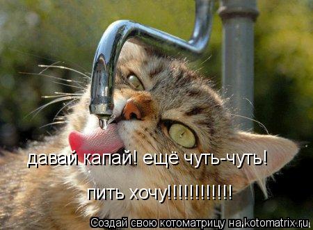 Котоматрица: давай капай! ещё чуть-чуть! пить хочу!!!!!!!!!!!!