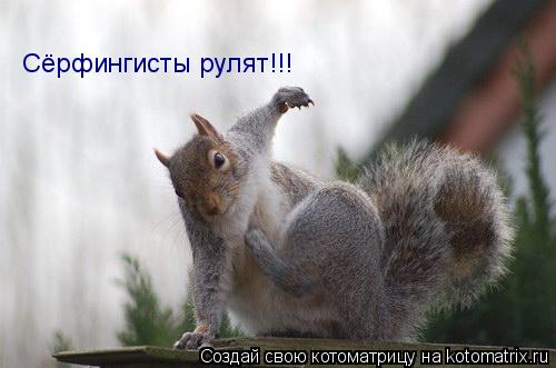 Котоматрица: Сёрфингисты рулят!!!