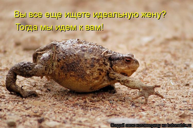 Котоматрица: Вы все еще ищете идеальную жену? Тогда мы идем к вам!