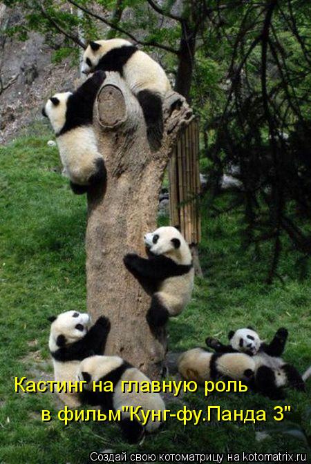 Котоматрица: Кастинг на главную роль  в фильм"Кунг-фу.Панда 3"