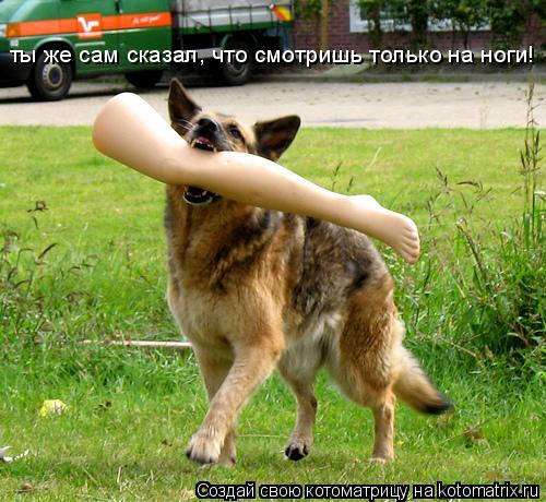 Котоматрица: ты же сам сказал, что смотришь только на ноги!