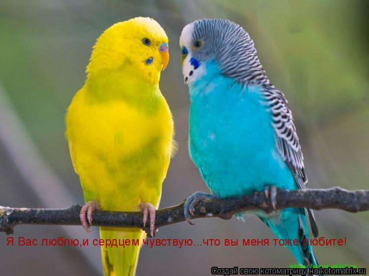 Котоматрица: Я Вас люблю,и сердцем чувствую...что вы меня тоже любите!