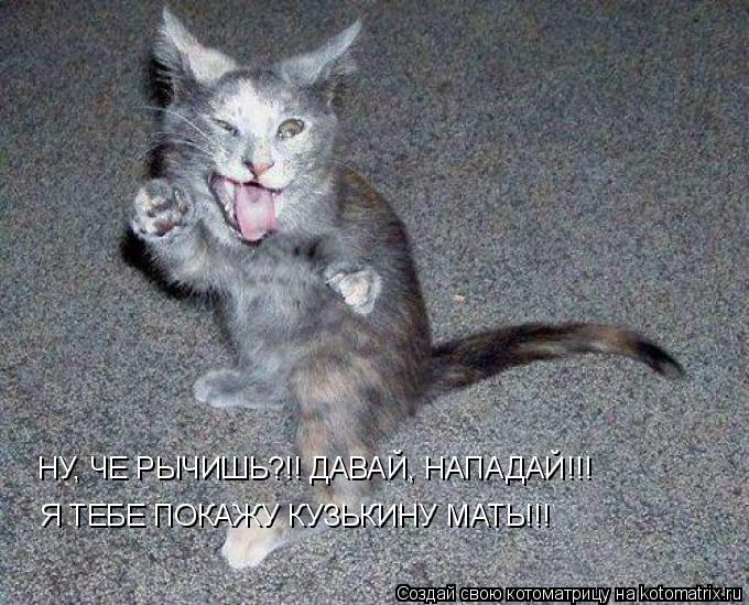 Котоматрица: НУ, ЧЕ РЫЧИШЬ?!! ДАВАЙ, НАПАДАЙ!!! Я ТЕБЕ ПОКАЖУ КУЗЬКИНУ МАТЬ!!!
